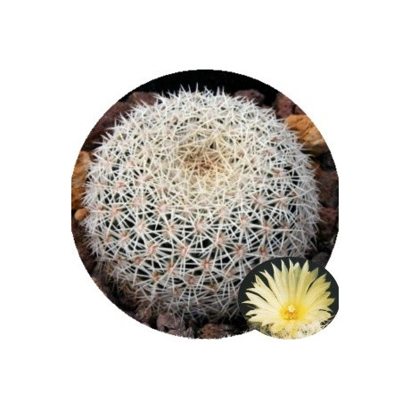 Coryphantha werdermannii 15 semen