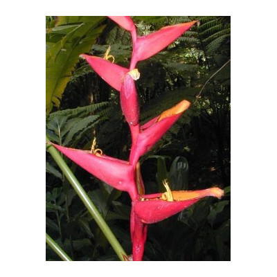 HELICONIA spathocircinata 3 semena