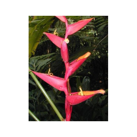HELICONIA spathocircinata 3 semena