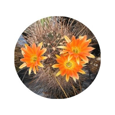 Lobivia pampana 15 semen