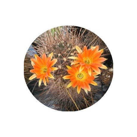 Lobivia pampana 15 semen