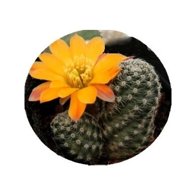 Mediolobivia rutiliflora 20 semen