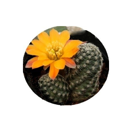 Mediolobivia rutiliflora 20 semen