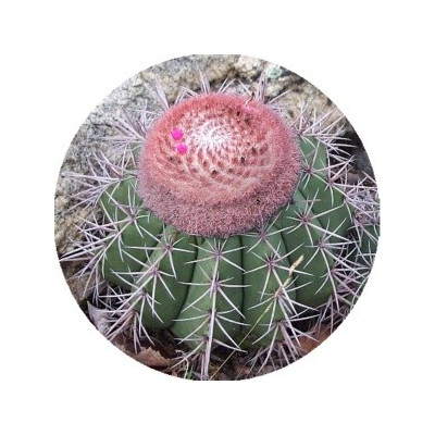 Melocactus bahiensis 15 semen