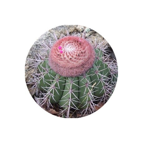 Melocactus bahiensis 15 semen