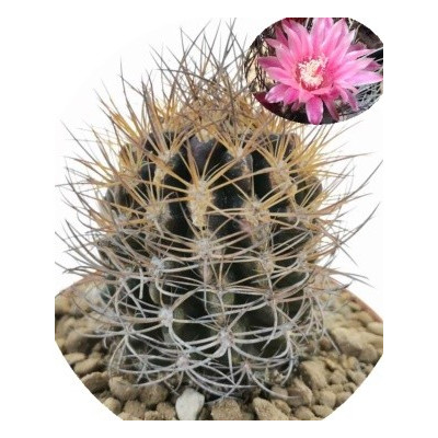 Neochilenia taltalensis 10 semen