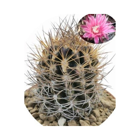 Neochilenia taltalensis 10 semen