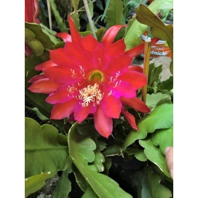 Phyllocactus-Epiphyllum hybr. červený 10 semen