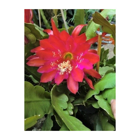 Phyllocactus-Epiphyllum hybr. červený 10 semen