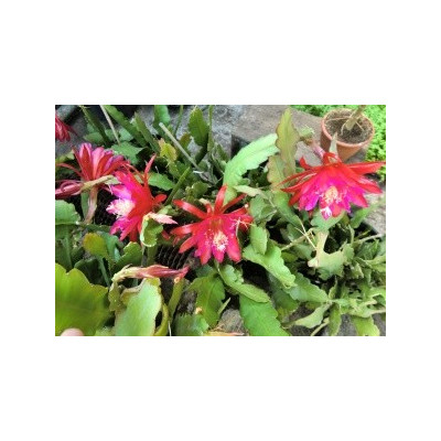 Phyllocactus-Epiphyllum hybr. červený 10 semen