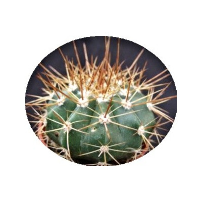 Melocactus uebelmanianus 15 semen