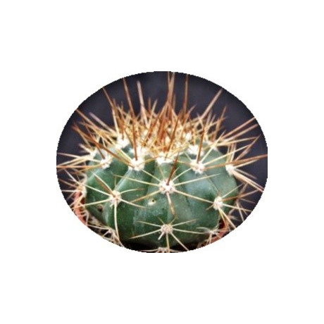 Melocactus uebelmanianus 15 semen