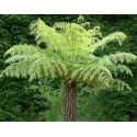 Cyathea australis "Australská stromová kapradina“ (porce)