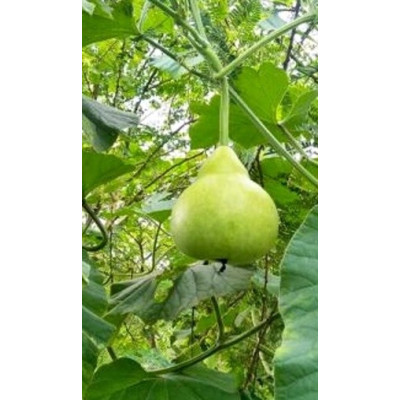 Lagenaria siceraria "Kalabasa- Indická okurka" 4 semena