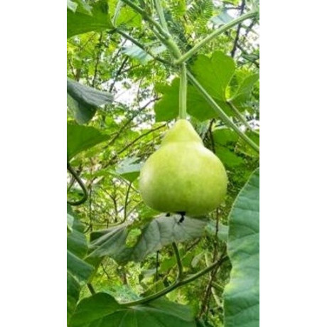 Lagenaria siceraria "Kalabasa- Indická okurka" 4 semena