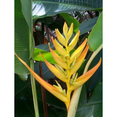 HELICONIA pseudoaemygdiana 2 semena
