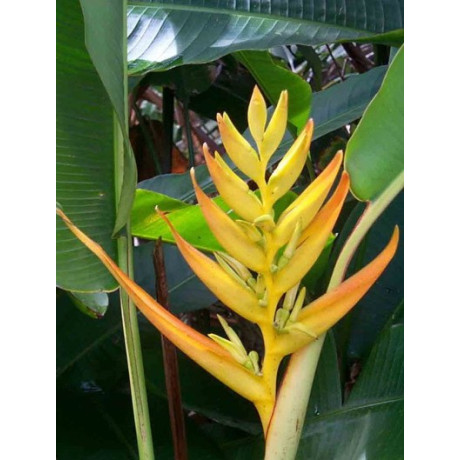 HELICONIA pseudoaemygdiana 2 semena