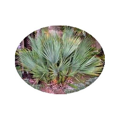 Nannorrhops ritchieana 3 semena