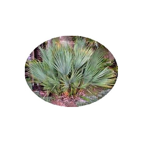 Nannorrhops ritchieana 3 semena