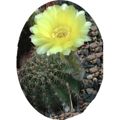 Echinopsis aurea 20 semen   