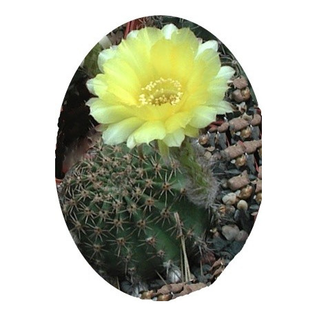 Echinopsis aurea 20 semen   