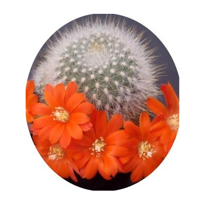 Aylostera nivosa 20 semen