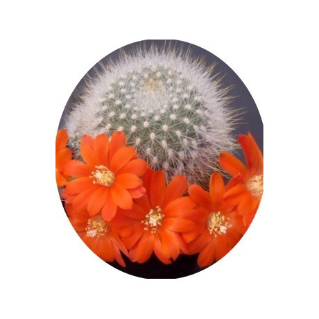 Aylostera nivosa 20 semen