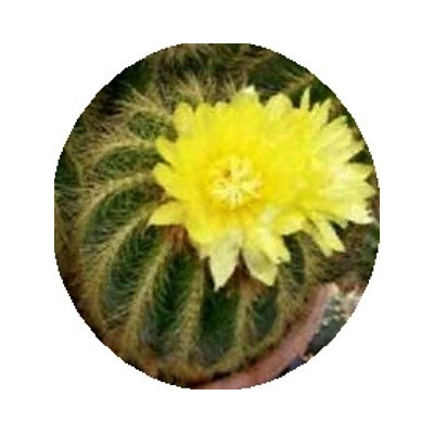 Notocactus warasii 15 semen