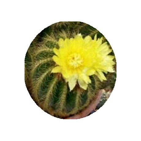 Notocactus warasii 15 semen