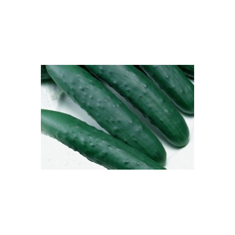 Okurka salátová Aikon F1 10 semen