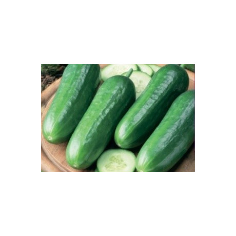 Okurka salátová mini Kalimero F1  5 semen