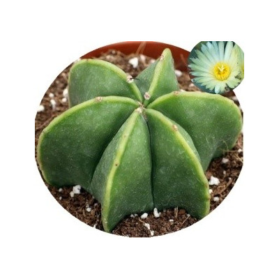 Astrophytum myriostigma v. nudum 15 semen