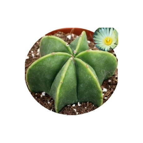 Astrophytum myriostigma v. nudum 15 semen