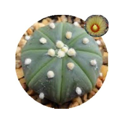 Astrophytum asterias v. nudum 10 semen