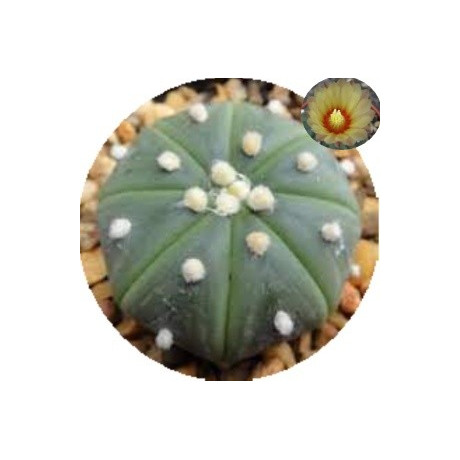 Astrophytum asterias v. nudum 10 semen