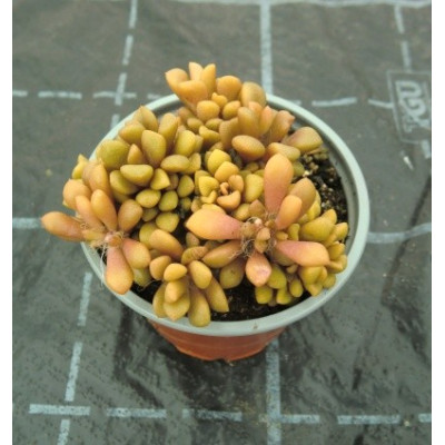 Anacampseros tomentosa 30 semen