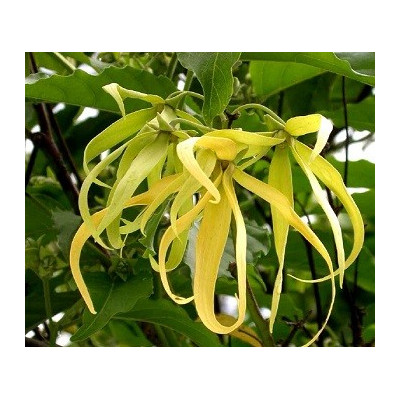 CANANGA odorata "Ylang-Ylang" 5 semen