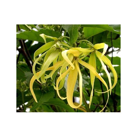 CANANGA odorata "Ylang-Ylang" 5 semen