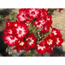 Adenium obesum Aekmongkol "Pouštní růže" 3 semena