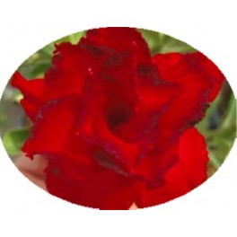 Adenium obesum Dangchoklarp "Pouštní růže" 3 semena