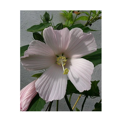 HIBISCUS mutabilis sp. Dommeko 5 semen