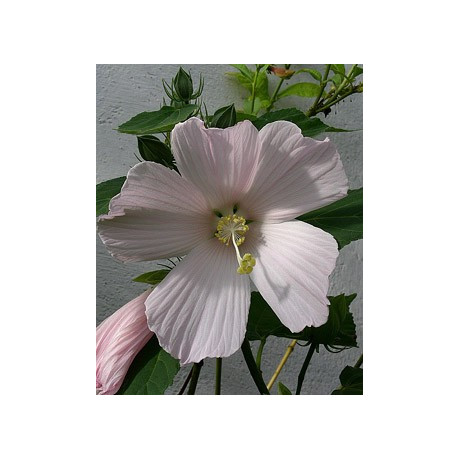 HIBISCUS mutabilis sp. Dommeko 5 semen