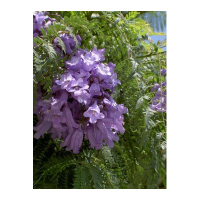JACARANDA mimosaefolia 15 semen