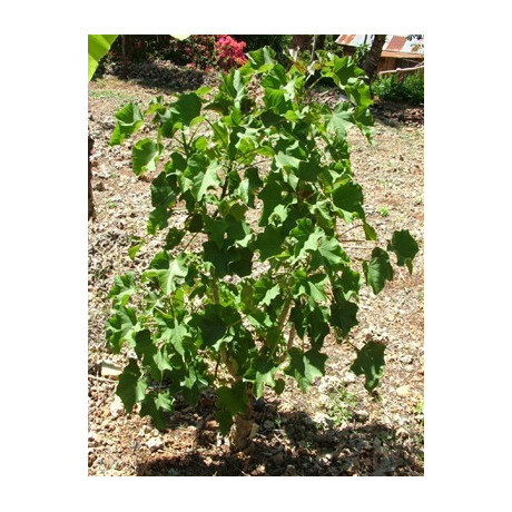 JATROPHA curcas "Barbadoský oříšek" 5 semen