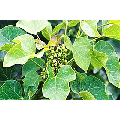 JATROPHA curcas "Barbadoský oříšek" 5 semen
