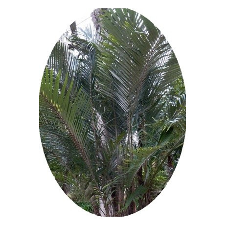 Arenga engleri 2 semena