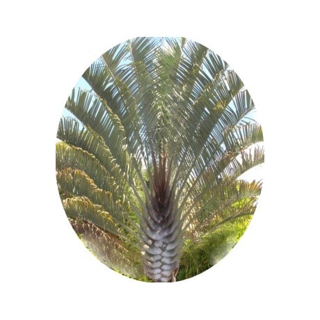 Dypsis decaryi  "Triangle Palm" 2 semena