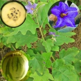 Solanum lycocarpum "Vlčí jablko" 10 semen