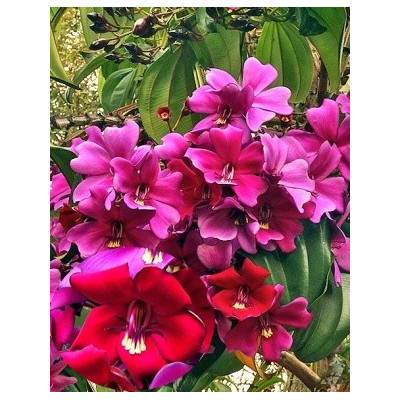 Meriania nobilis 8 semen