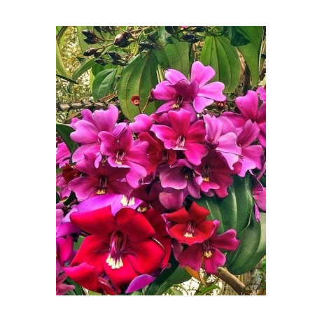 Meriania nobilis 8 semen